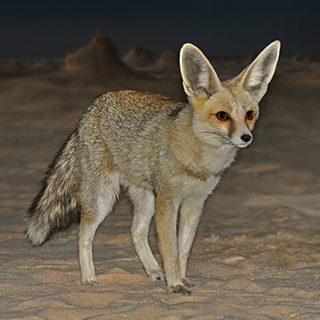 Wadi Biddendee - Sand fox
